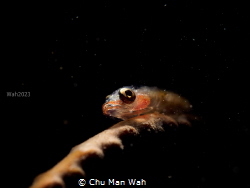





This photo take in Hong Kong 
,  Find him on... by Chu Man Wah 